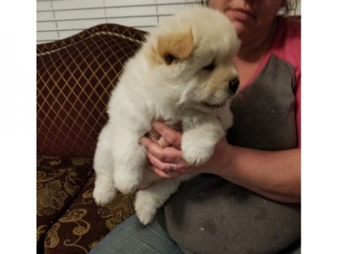 Chowchow pups