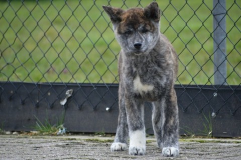 Akita Inu pups