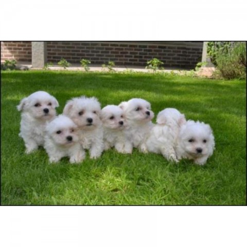 Maltezer pups hier geboren  mooi klein en duurzaam
