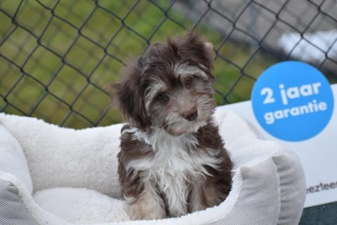 Havanezer pups