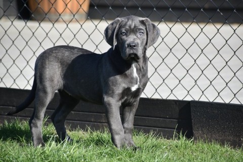 Cane corso pups blauw