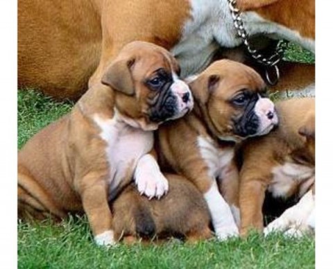 Beschikbare Boxer-puppys nu beschikbaar