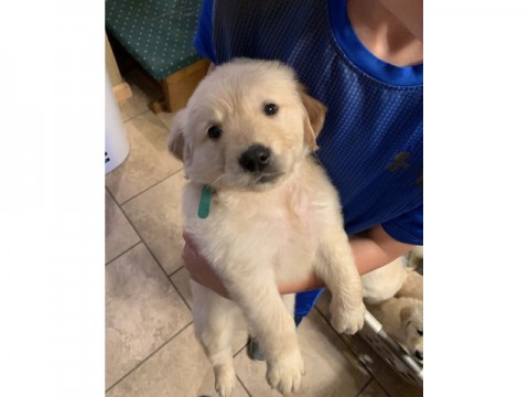 Geregistreerde Labrador-puppys bij de Kc