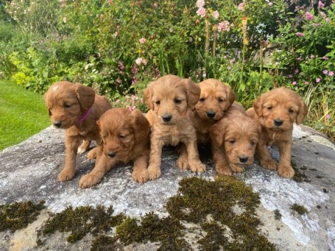 Cockapoo-puppys  nestje reutjes en teefjes