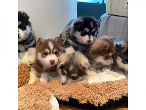 Schattigste Pomsky-puppy