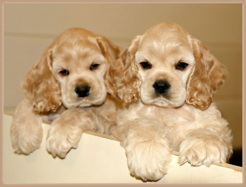 Cocker Spaniël-puppys