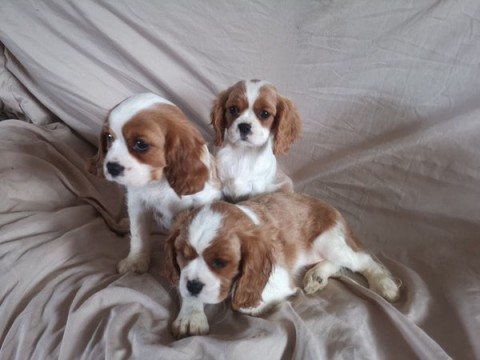 Twee Cavalier King Charles pups beschikbaar 