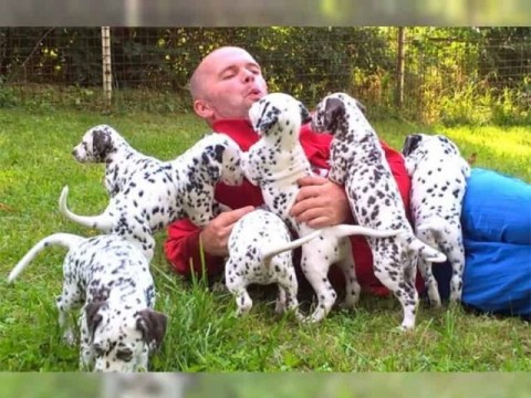 Dalmatiër pups