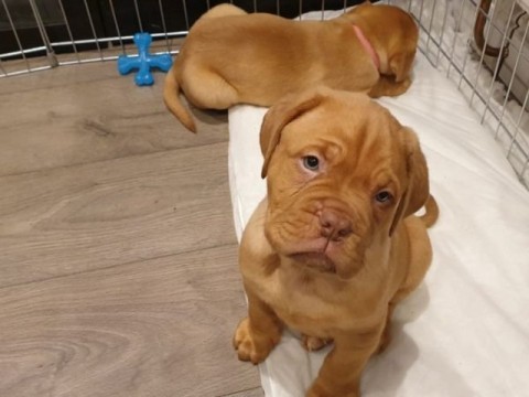 Prachtige Dogue de Bordeaux pups 