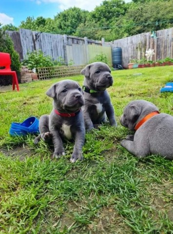 Blauwe Staffordshire Bull Terriër pups
