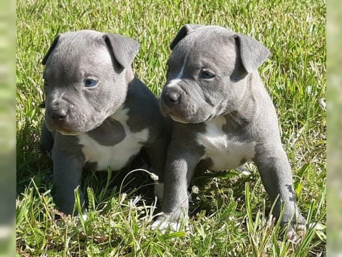 Lieve Pitbull pups voor een goed tehuis