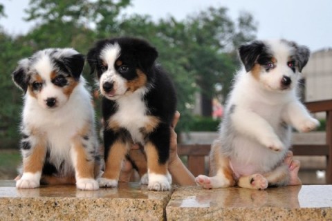 Australian Shepherd pup zoekt een permanent thuis