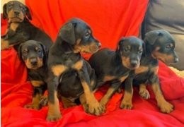 Kc Reg Dobermann pups te koop