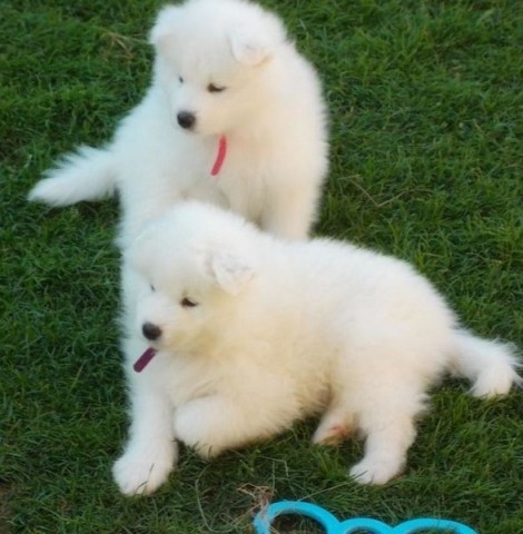 Superschattige Samojeed pups