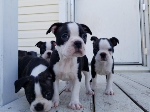 Bullterriërpuppys