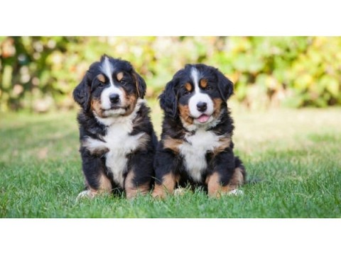 Berner Sennenpuppys geregistreerd 