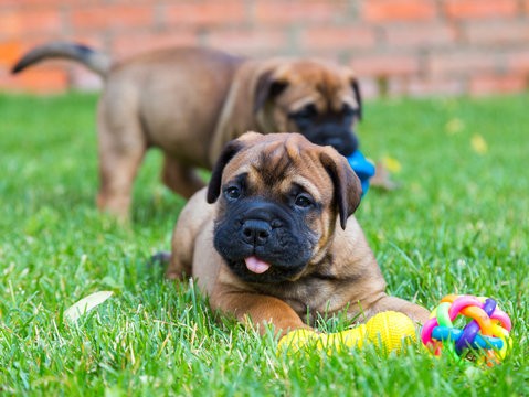 Shie Pier-pups