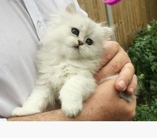 Perzische kittens van 12 weken te koop