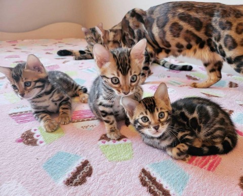 Bengalen kittens