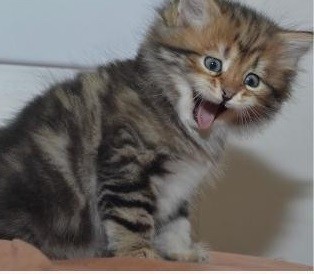 Mainecoonkittens