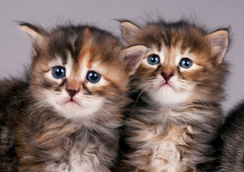 Siberische kittens