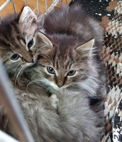 Europese korthaar kittens