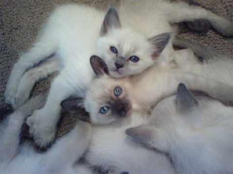 Balinese kittens met stamboom