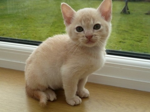 Burmees kittens  Onze mooiste ooit 