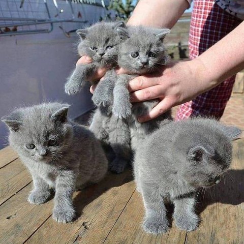 BHK Britse Korthaar KITTENS