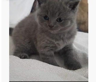 BHK Britse Korthaar KITTENS