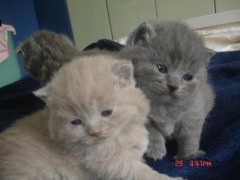 BHK Britse Korthaar KITTENS