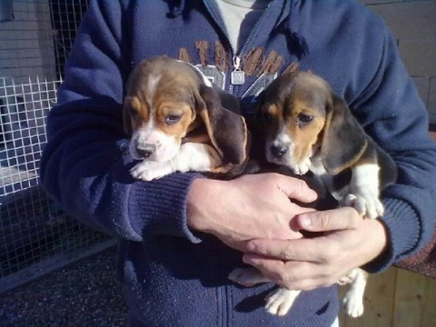 Beagle pups sociaal gedomesticeerd