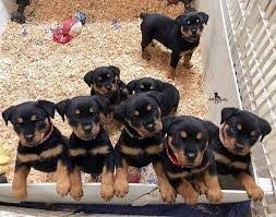 Rottweilerpuppys met stamboom