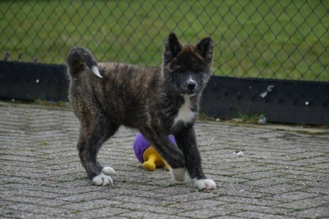 Akita Inu pups