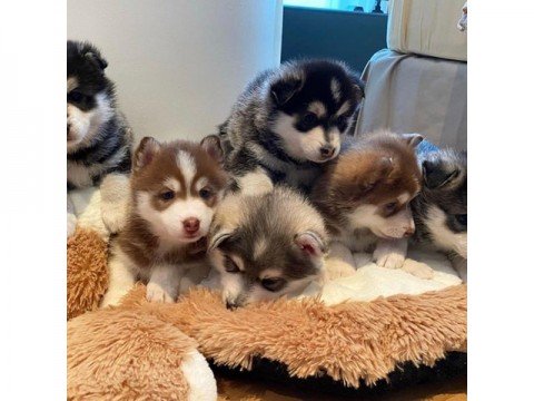 Schattigste Pomsky-puppy